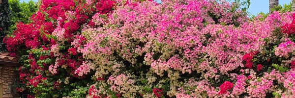 BHSushi Profile Banner