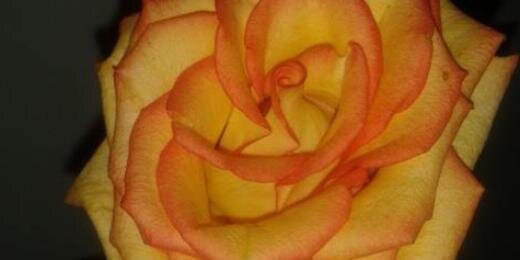 Michell3092D's profile banner image