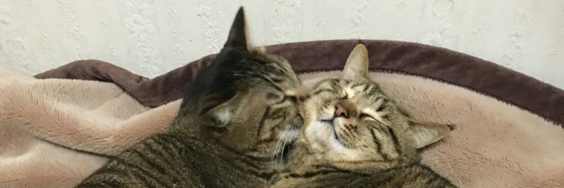 Cat_Ciel_73's profile banner image