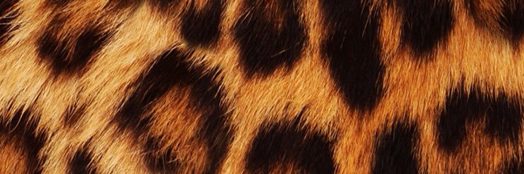 Fly_GUY55's profile banner image