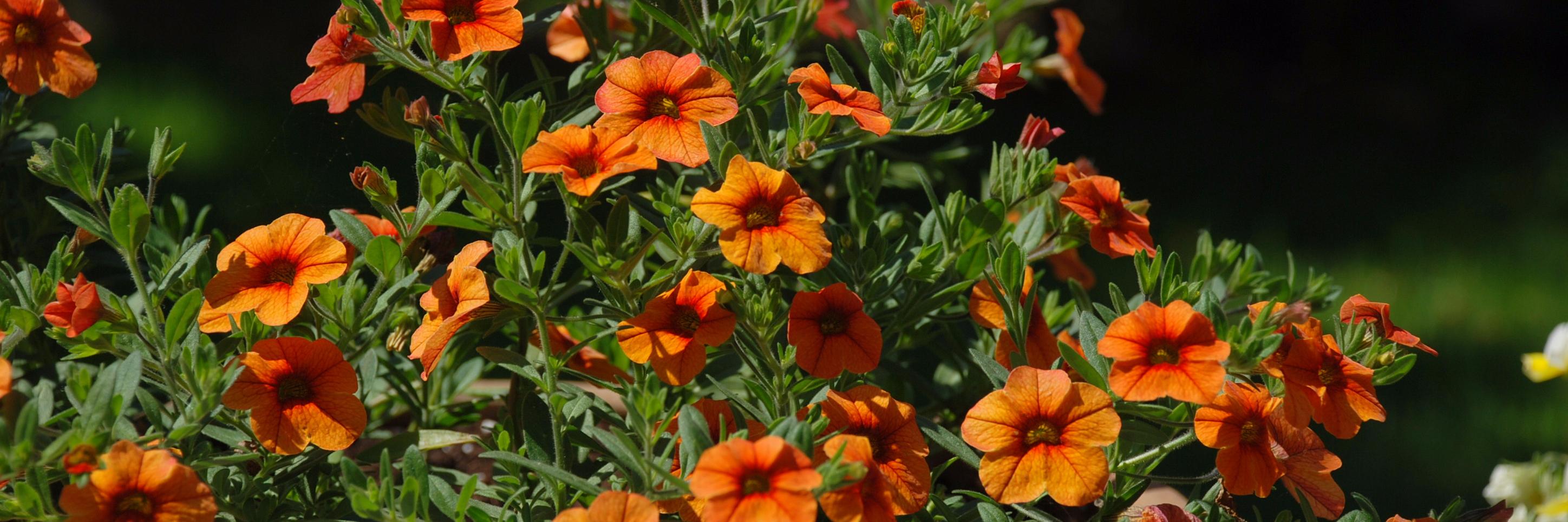 André Delacharlerie banner