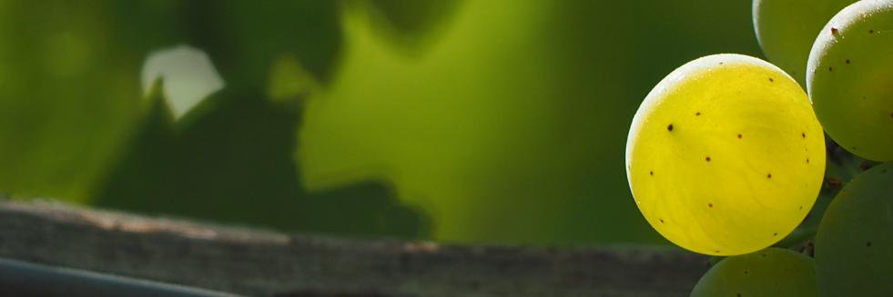 DomaineDivio's profile banner image