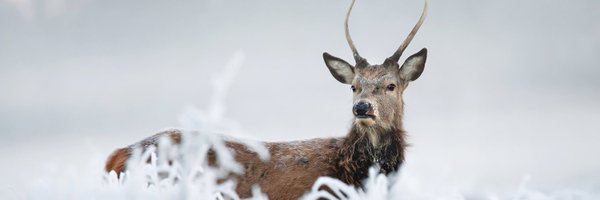 BushWear Profile Banner