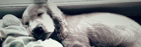 pityabril's profile banner image