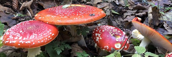 EmmaLVDG Profile Banner