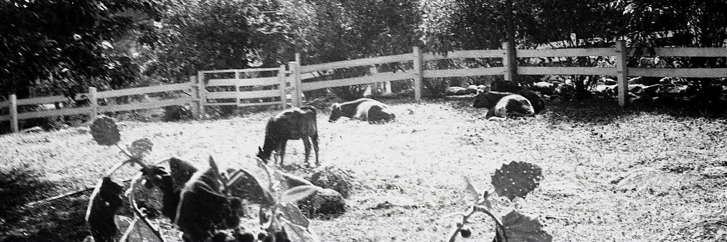 Cle Francesca banner