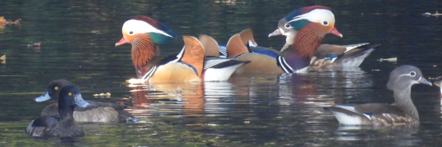cordnameUMA's profile banner image