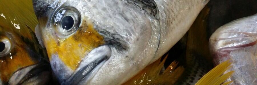 FishTransporter's profile banner image