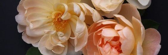 🌟Adrianne🌟 banner