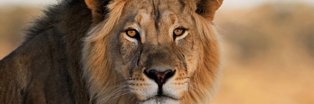iRepTheLion's profile banner image