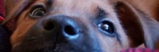 phazermuffin's profile banner image