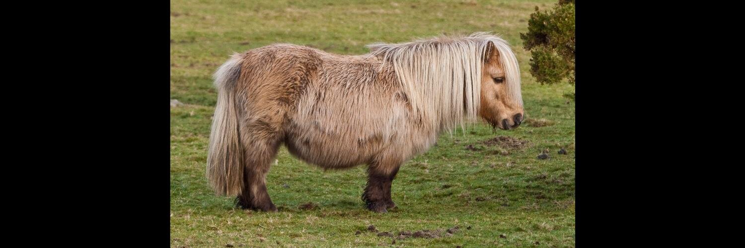 ThePONY06's profile banner image