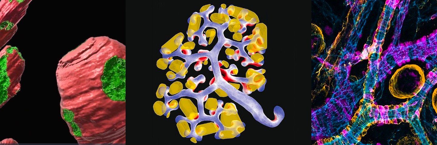 Biomedical Picture of the Day BPoD's banner