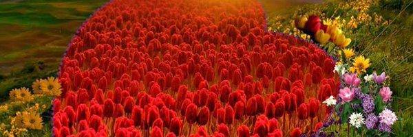 bayram_bugday's profile banner image