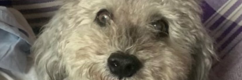 naosoucarla's profile banner image
