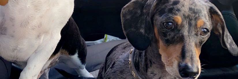RealCockPunch's profile banner image