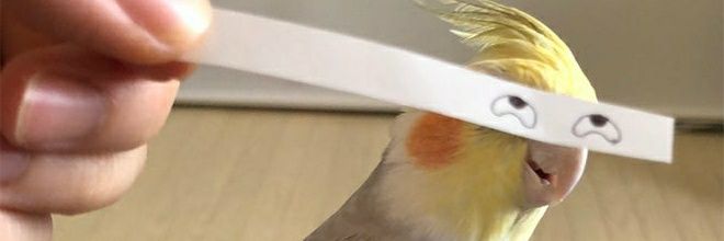 _ravebird's profile banner image