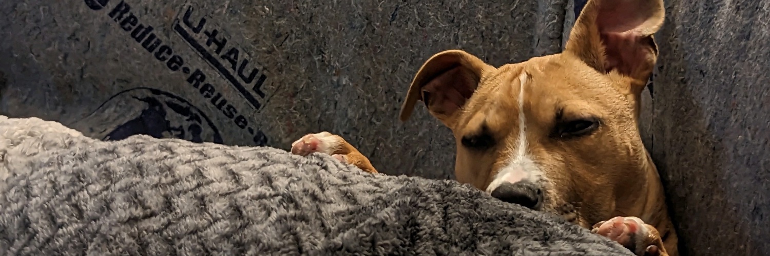 Tayferwafer's profile banner image