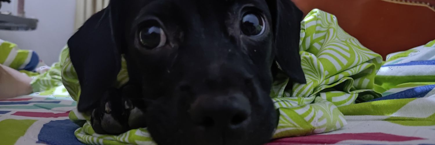 paolaslz's profile banner image