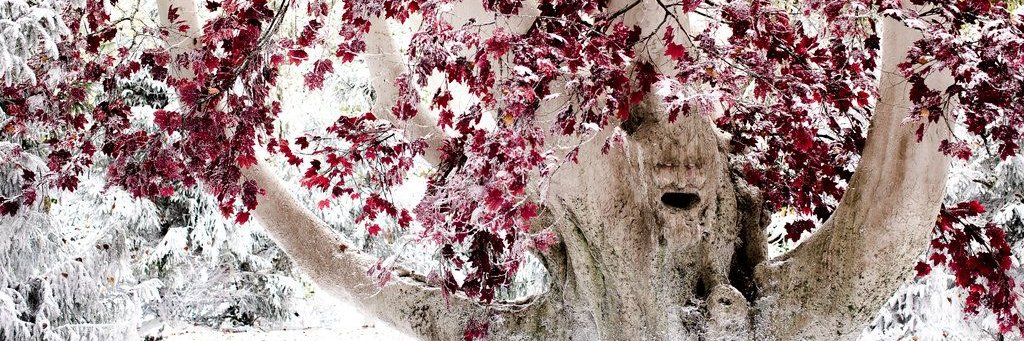 SayaSnow95's profile banner image
