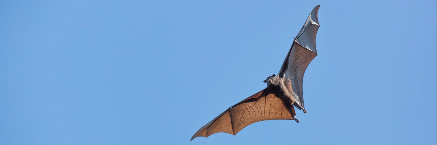 ausbatclinic's profile banner image