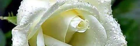 Adrrecekhalid's profile banner image