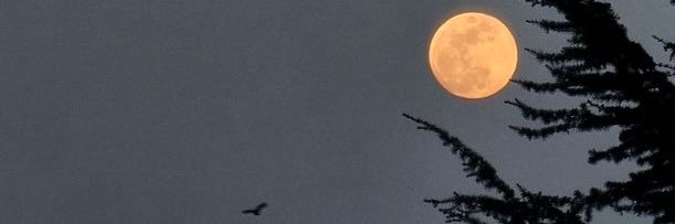 nnursrl's profile banner image