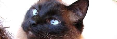 Ragonelson's profile banner image