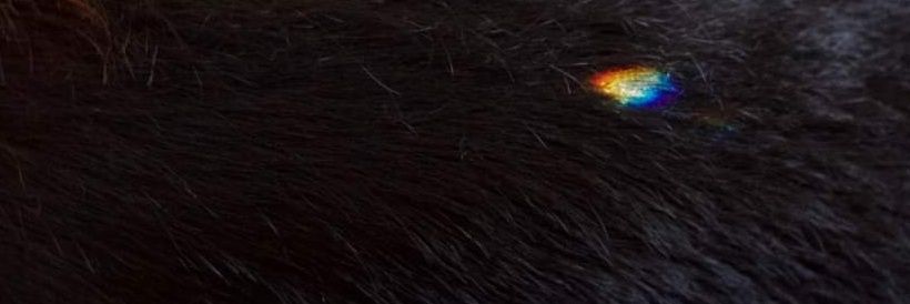 __perronegro's profile banner image