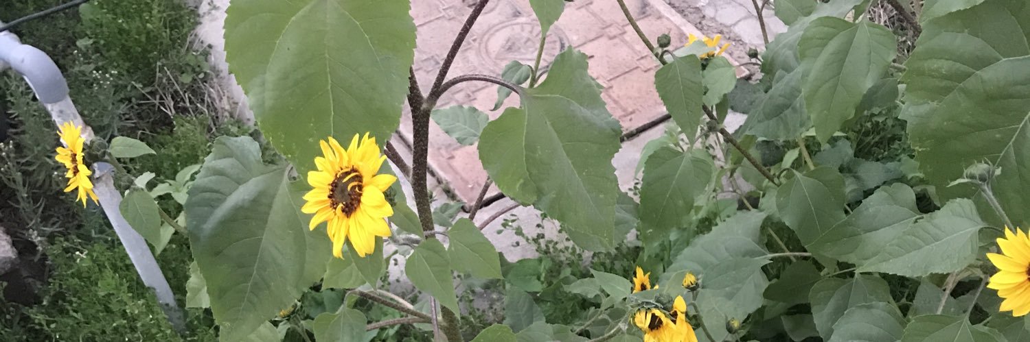 menawer3's profile banner image