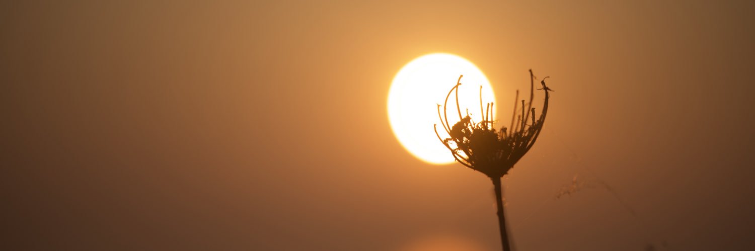 araknusC's profile banner image