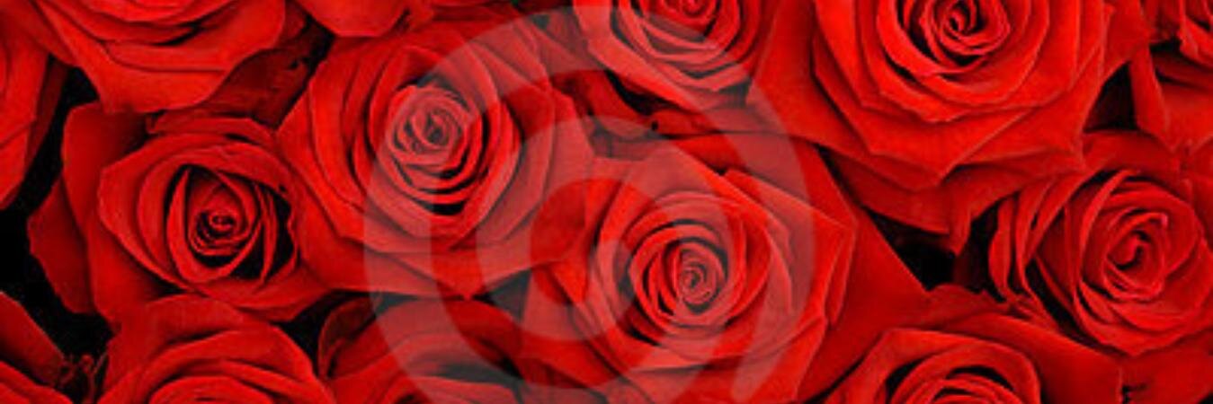elleni16's profile banner image