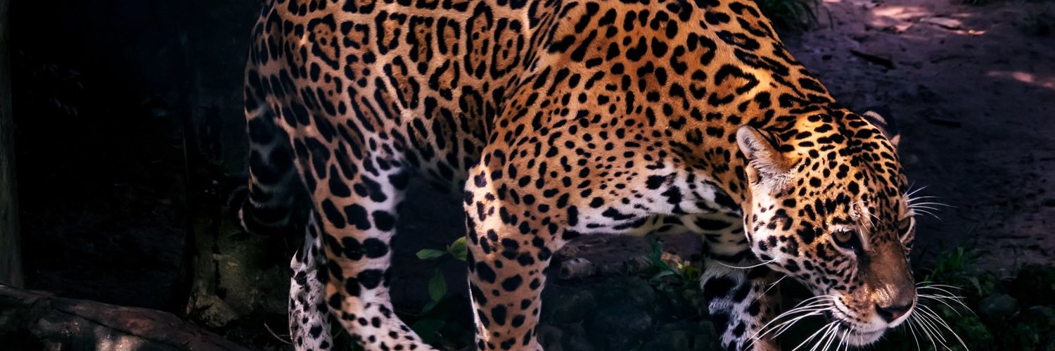 🤖Megatron🦾 banner