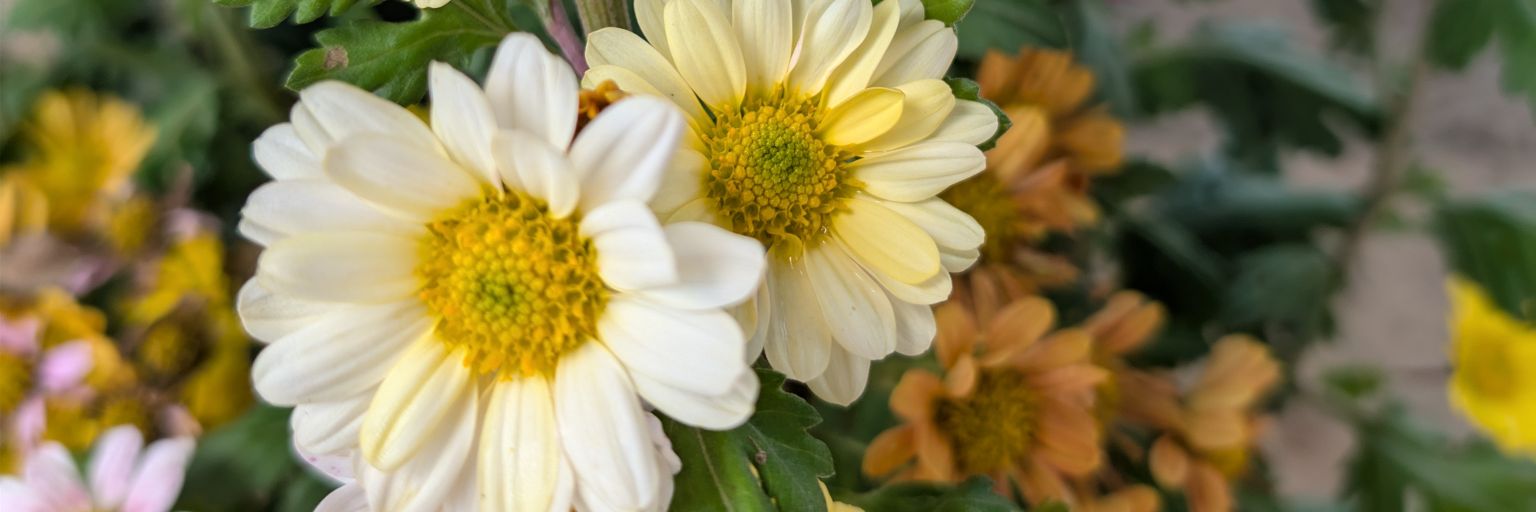 lopezmaria092's profile banner image