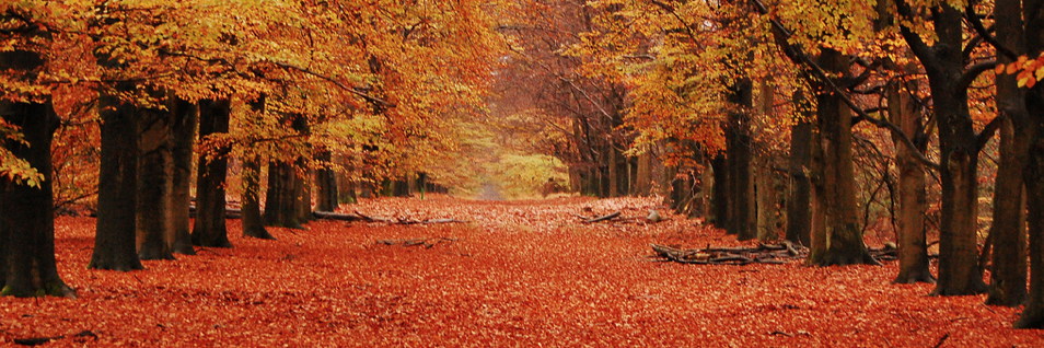 PlentifulThink_'s profile banner image