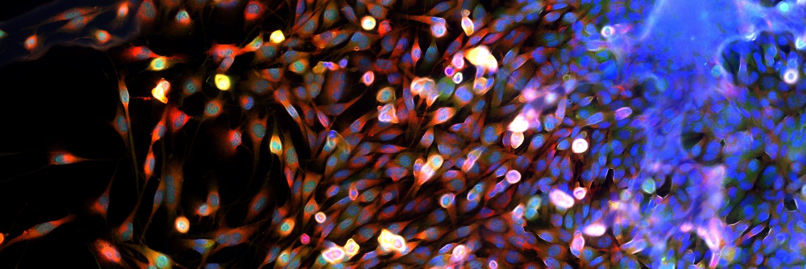 CancerNewsNet's profile banner image