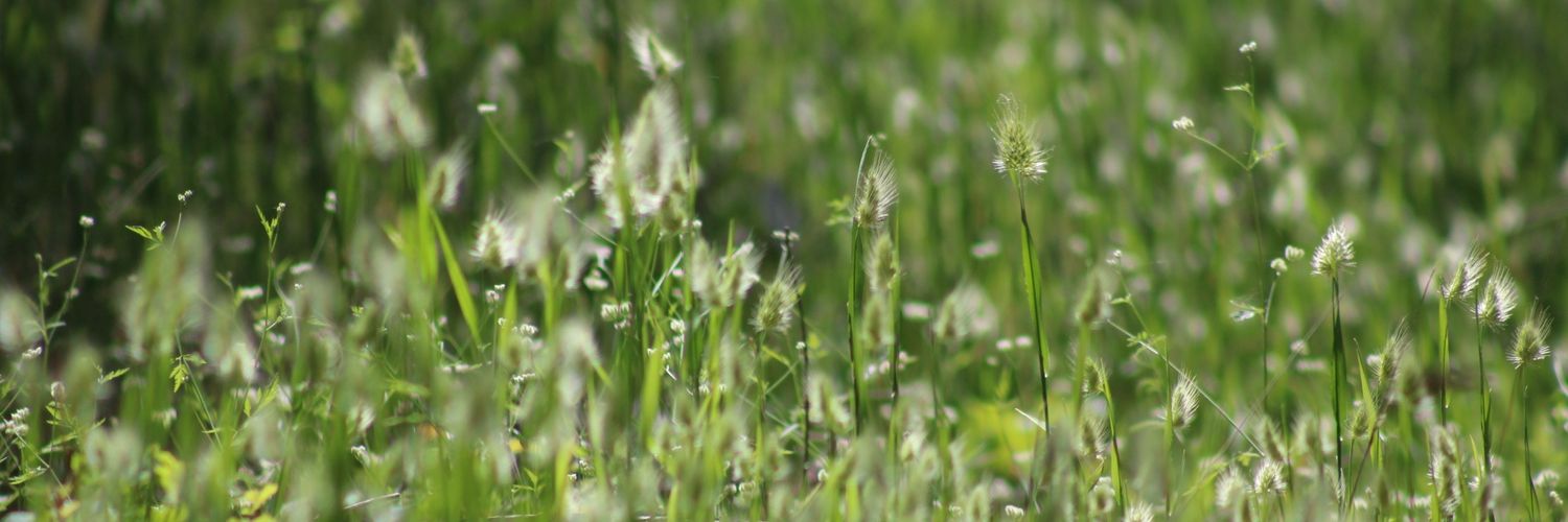 Francis Ford Cupholda banner