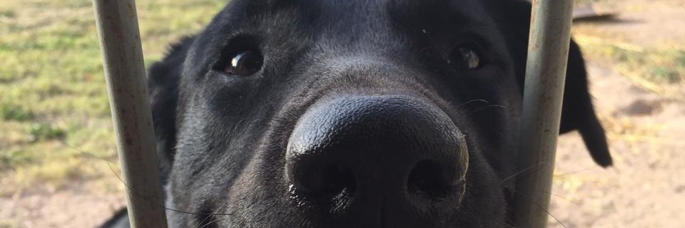 CornejoElina's profile banner image