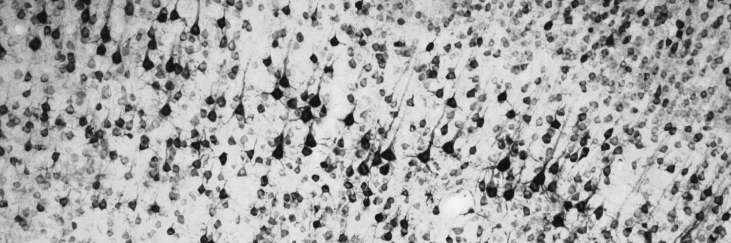 Danielle Gerhard banner