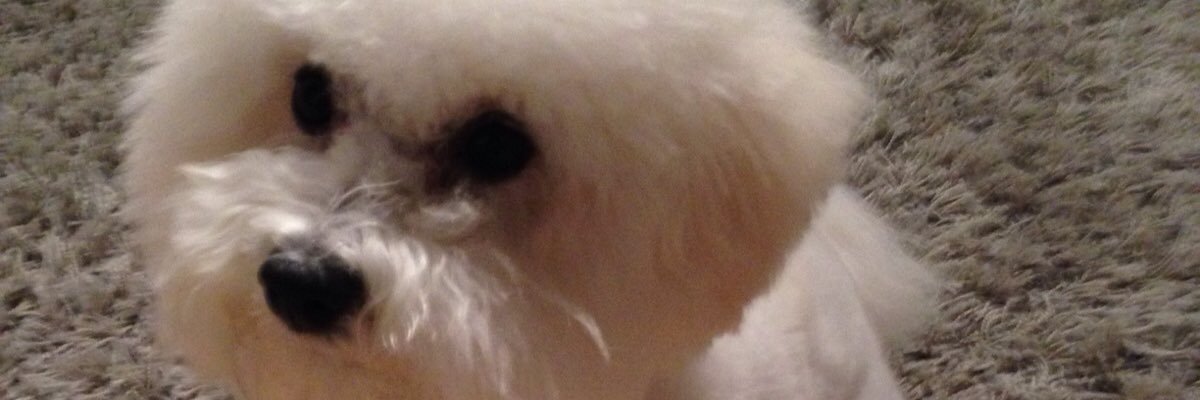 orvalleke's profile banner image