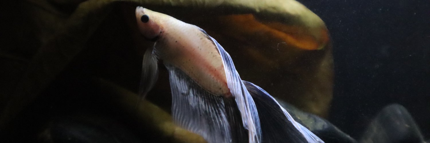 godwinalmighty's profile banner image