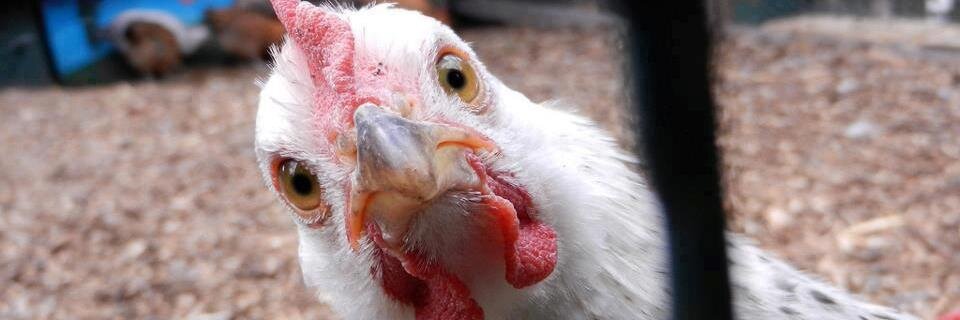 occupyforanimal's profile banner image
