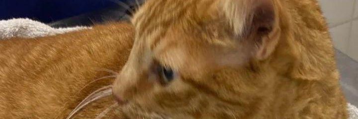 Oqlucatt's profile banner image