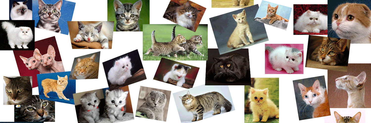 catgifpage's profile banner image