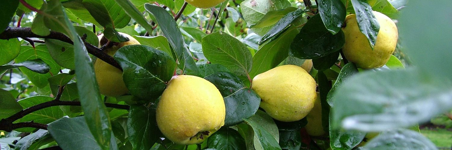 Fruitscape banner