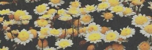 FraseDiversion's profile banner image