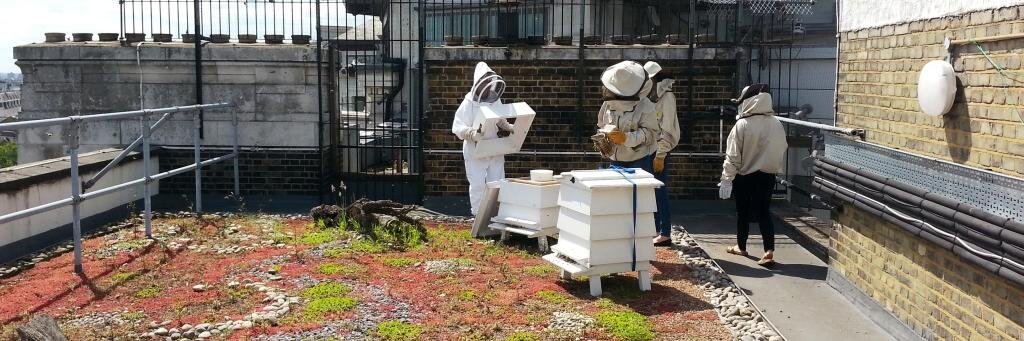 LSEBees's profile banner image