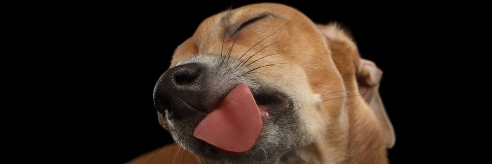 TrainTheGoodDog's profile banner image