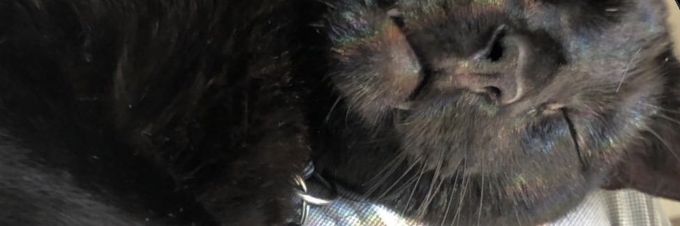 morganelainee's profile banner image