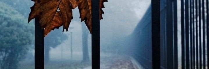 molinari_aurora's profile banner image